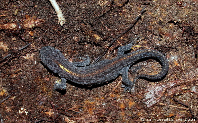 Tritone alpestre: Ichthyosaura alpestris (Laurenti, 1768)